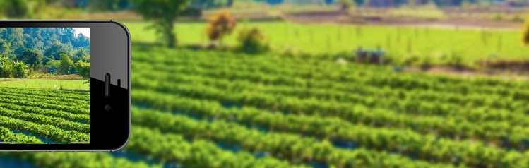 Cinco beneficios de los smartphones en la agricultura